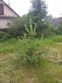 Купить дом, г. Слоним, ул. Красноармейская, 182