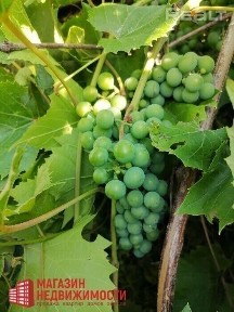 2-комнатная квартира в Больших Эйсмонтах