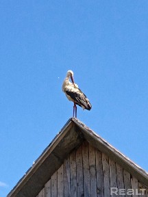 Купить дом, д. Подомша (Каменецкий р-н, Брестская область)