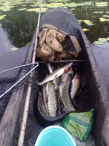 Снять дом на сутки, г. Сенно, деревня Горново, 15