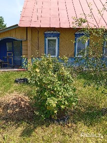 Витебская область, Бешенковичский р-н, д. Нижнее Кривино