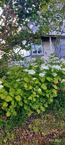 Снять дом на сутки, с/т Веснянка, Солнечная, 220 (Миорский р-н, Витебская область)