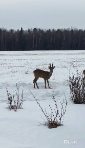 Купить дом, хут. Сматра, 5 (Ивьевский р-н, Гродненская область)